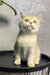 Cream-colored British Shorthair kitten Layla with bright eyes on a black surface