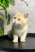 Cream-colored British Shorthair kitten Layla with bright green eyes sitting cute