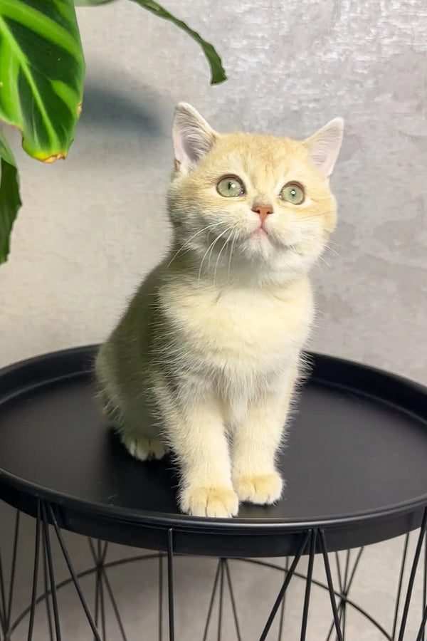 Cream-colored British Shorthair kitten with green eyes on a black table