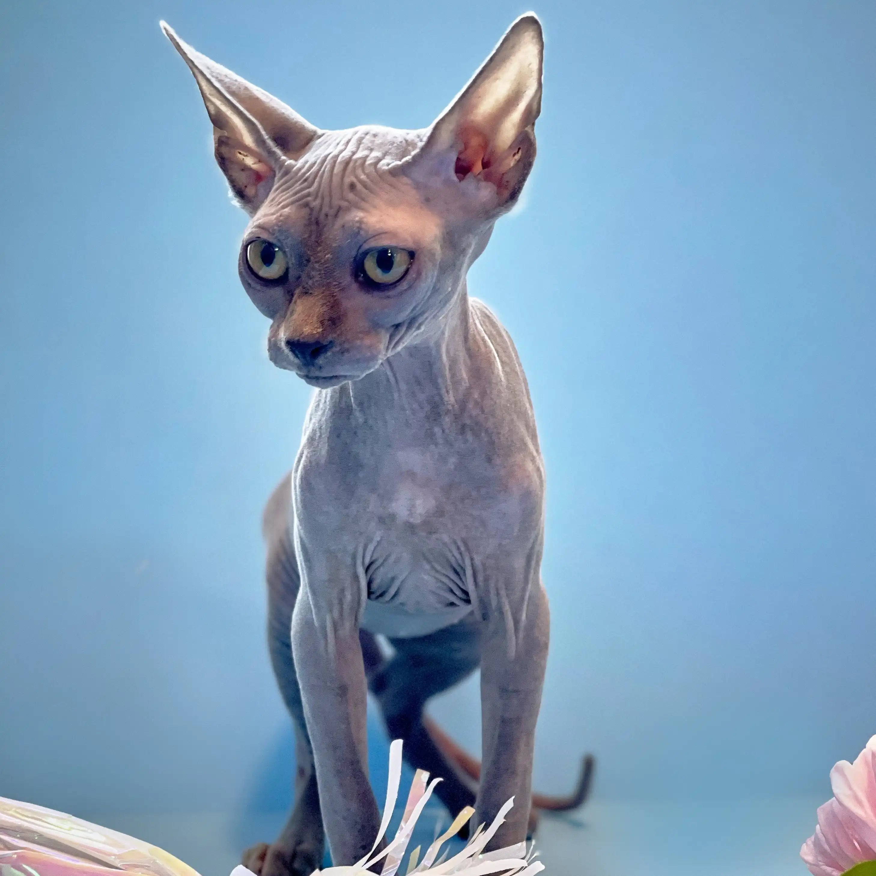 Sphynx Cats for Sale | Kittens For Lee Anna | Kitten