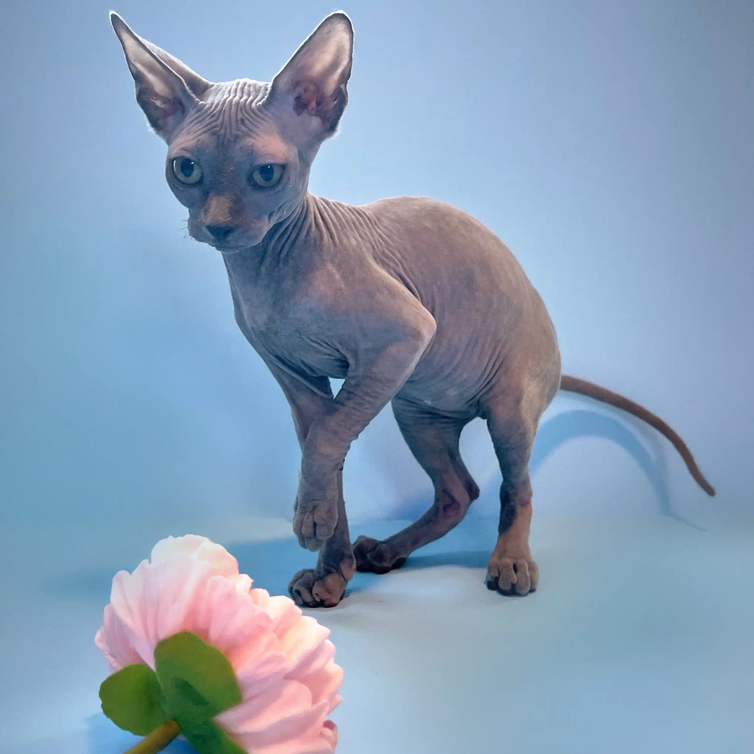 Sphynx Cats for Sale | Kittens For Lee Anna | Kitten