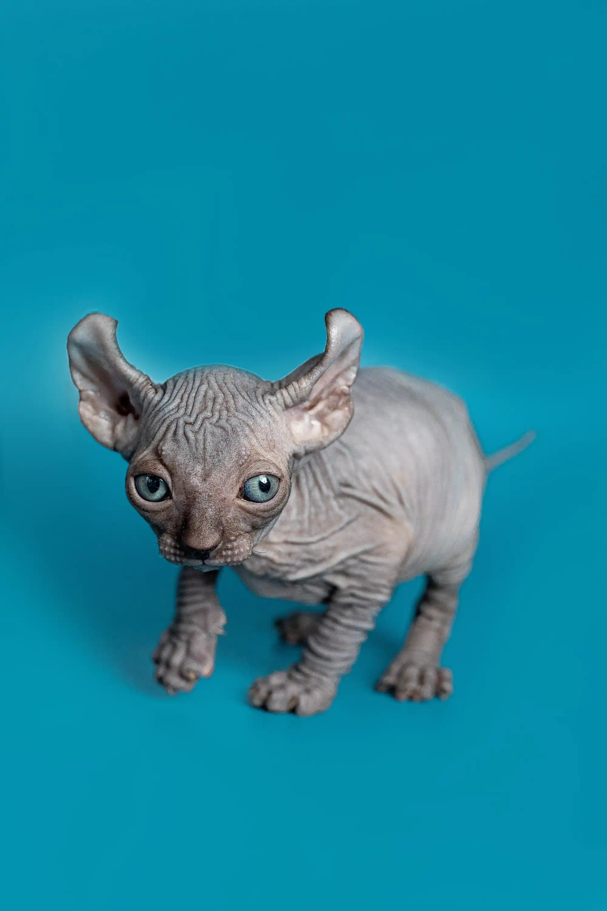 Hairless Sphynx Cats & Kittens for Sale Lee | Elf Kitten