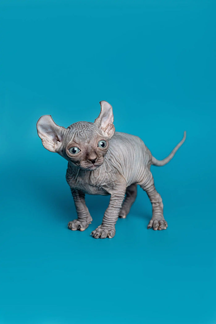 Hairless Sphynx Cats & Kittens for Sale Lee | Elf Kitten