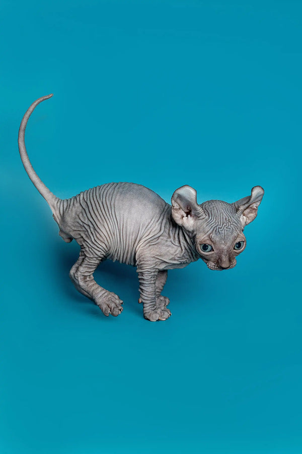 Charming male Elf Kitten Lee, a wrinkled gray Sphynx with large ears, ready to play!