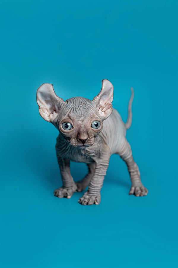 Meet Lee, the charming male Elf Kitten with adorable wrinkled gray skin and big ears