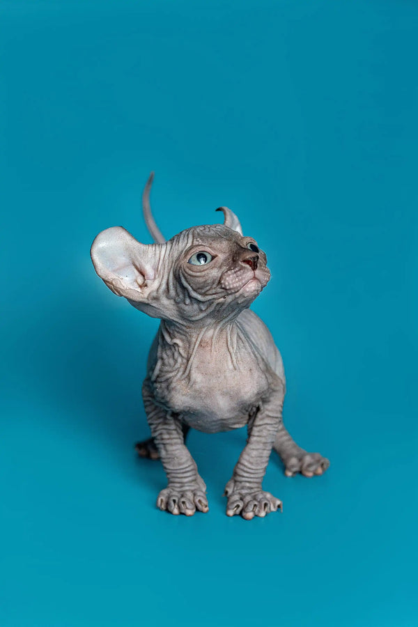 Charming male Elf Kitten, Lee, the hairless Sphynx cat with gray skin against teal