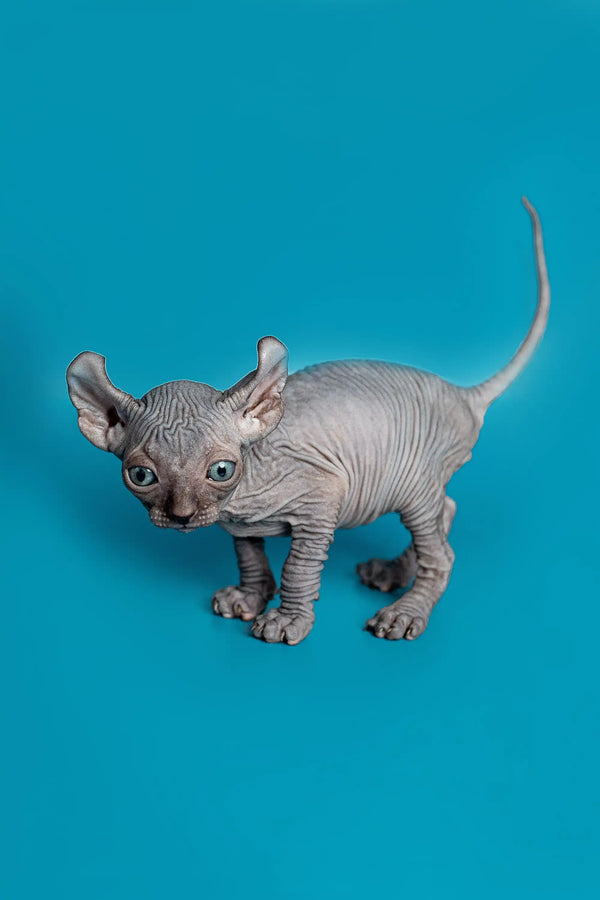 Charming male Elf Kitten Lee, a wrinkly gray Sphynx with big ears, ready to meet you