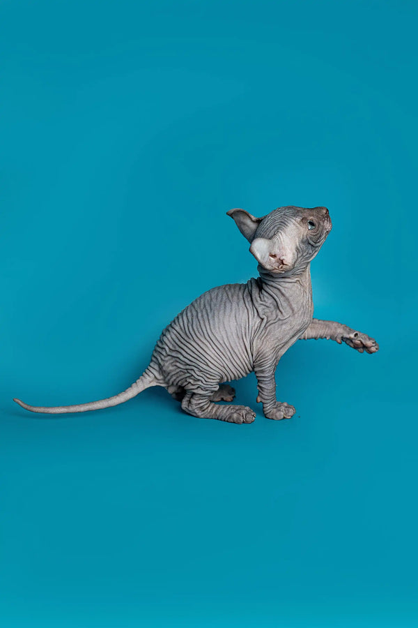 Charming male Elf Kitten, Lee, with wrinkled gray skin on a turquoise background