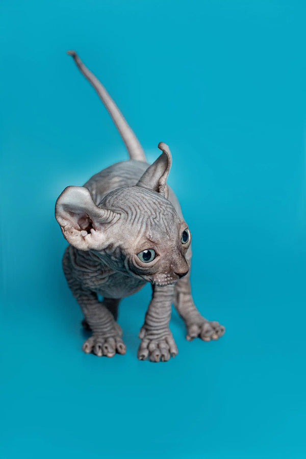 Charming male elf kitten Lee, a hairless Sphynx with wrinkled gray skin and big ears