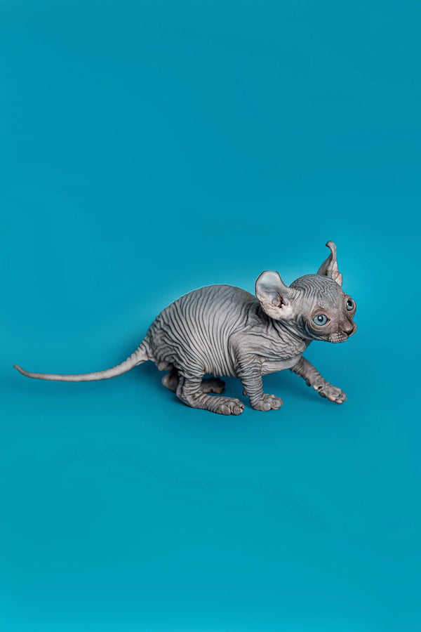 Charming male Elf Kitten Meet Lee with wrinkled gray skin and big ears