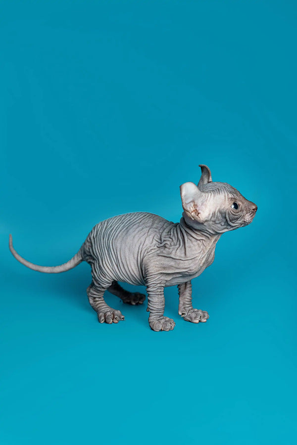Charming male Elf Kitten named Lee with wrinkled gray skin on a blue surface