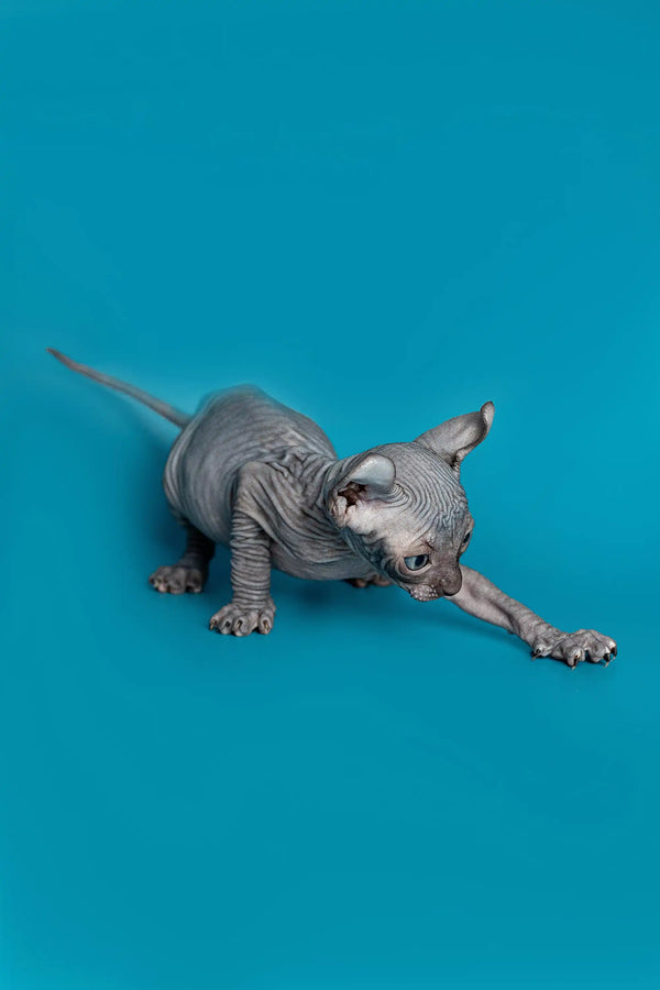 Charming male Elf Kitten Lee stretching adorably on a blue surface