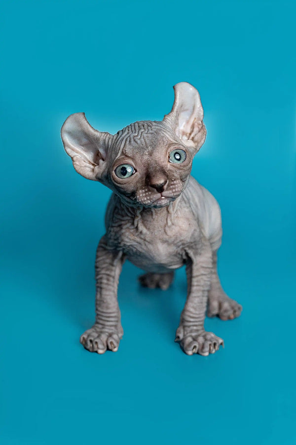 Charming male Elf Kitten Lee with wrinkled skin and large ears, perfect for pet lovers