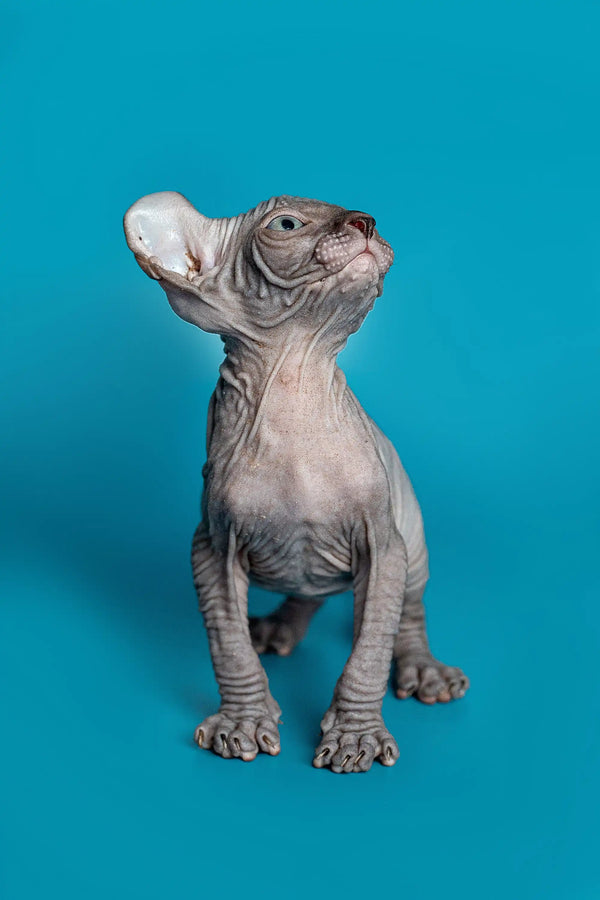 Charming male Elf Kitten Lee, a hairless Sphynx with cute gray wrinkles on blue