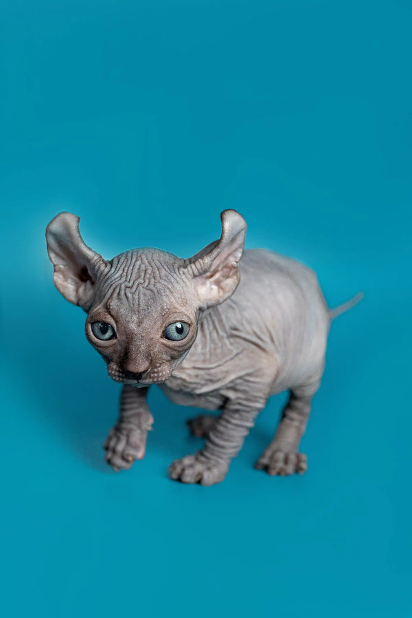 Charming male Elf Kitten Lee, a hairless Sphynx with cute wrinkled gray skin and big ears