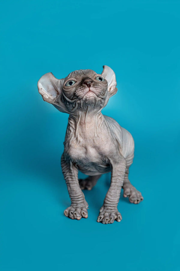Charming male Elf Kitten Lee, a wrinkled Hairless Sphynx with big ears