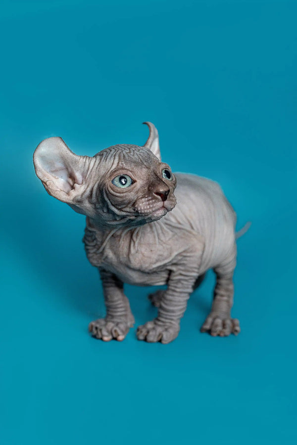 Charming male Elf Kitten Lee, a hairless Sphynx with wrinkled gray skin and big ears