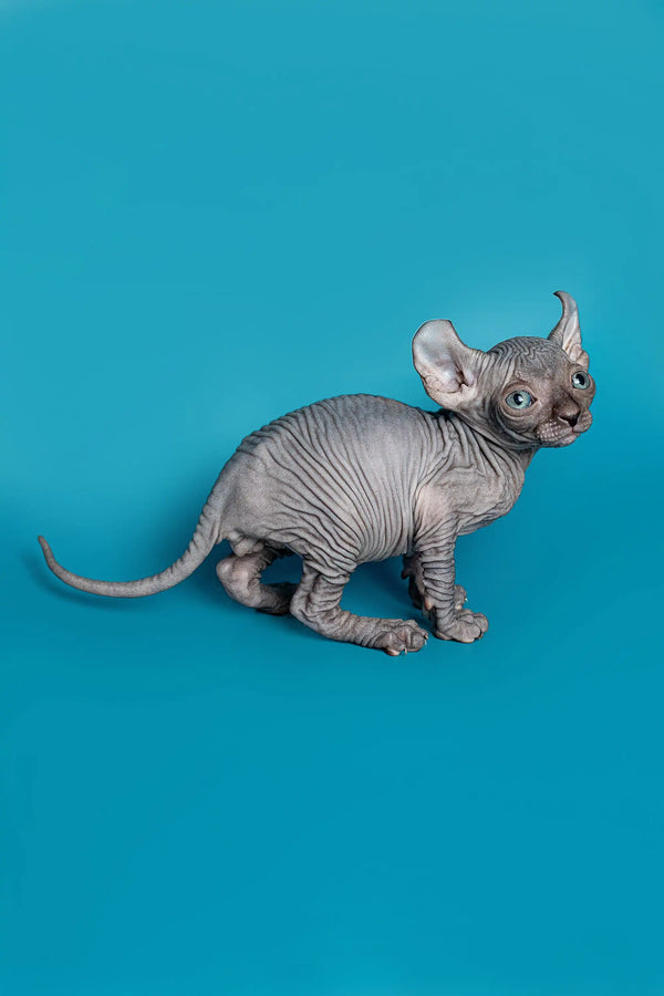 Charming male Elf Kitten Lee, a hairless gray cat with wrinkled skin and big ears