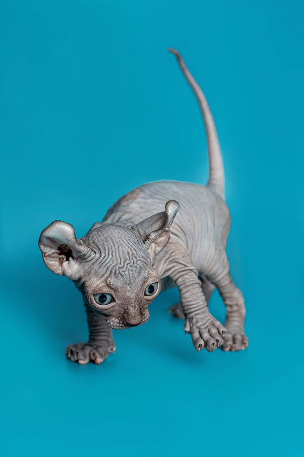Playful Hairless Sphynx kitten Lee, the charming male elf kitten with wrinkled gray skin