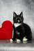 Black and white tuxedo cat beside a red heart pillow featuring Maine Coon kitten vibe