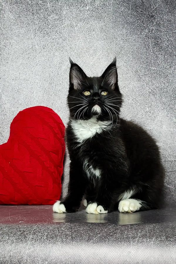 Black and white tuxedo cat beside a red heart pillow featuring Maine Coon kitten vibe