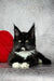 Black and white Maine Coon kitten with ear tufts next to a red cushion