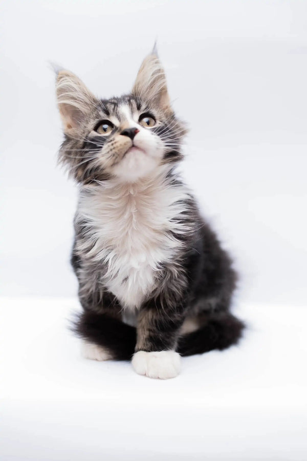 Maine Coon Kittens for Sale Lee | Kitten