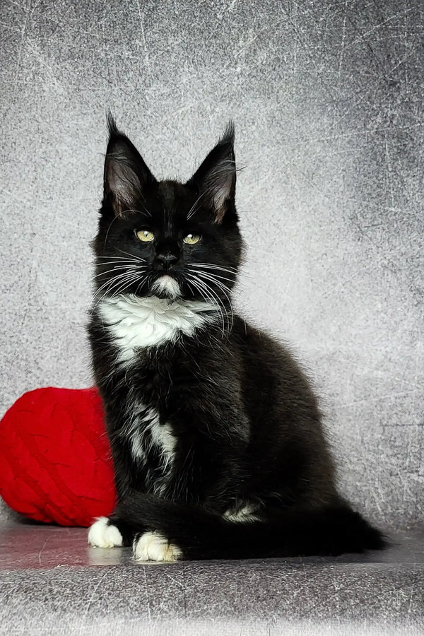 Black and white Maine Coon kitten with green eyes and tufted ears for Lее product