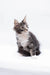 Adorable gray and white Maine Coon kitten sitting upright, perfect for any feline lover