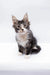 Fluffy Maine Coon kitten with big ears sitting upright, perfect for cat lovers