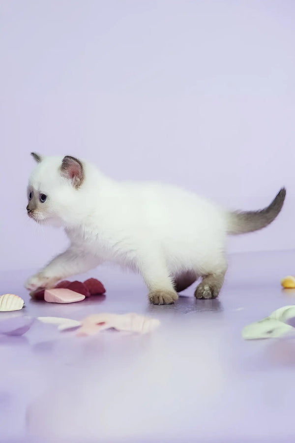 Leila | british shorthair kitten