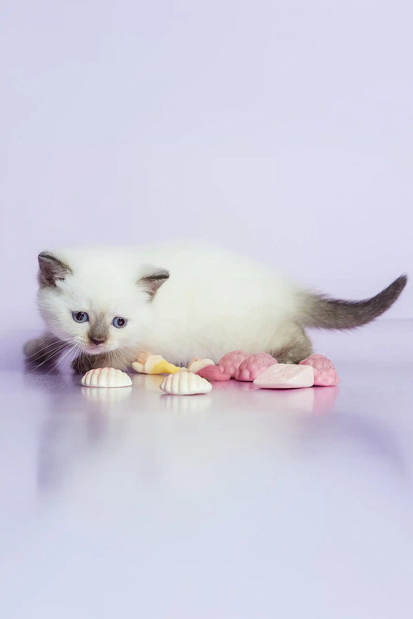 Leila | british shorthair kitten