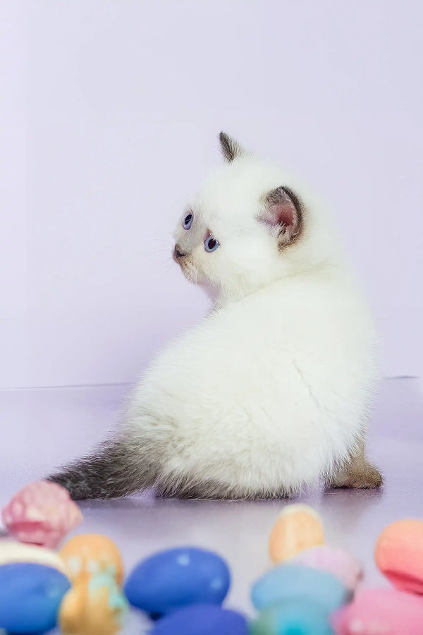 Leila | british shorthair kitten