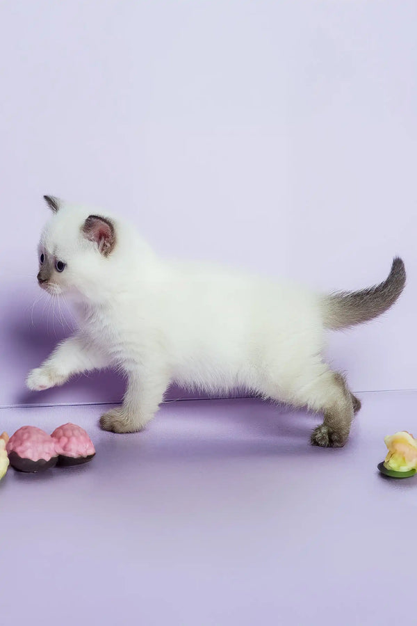 Leila | british shorthair kitten