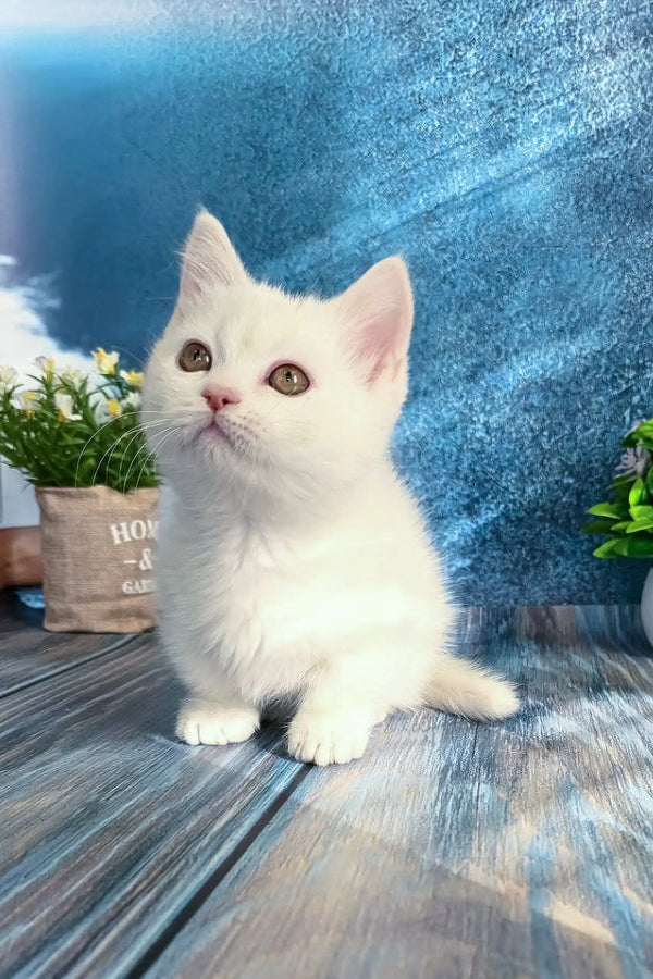 Adorable white Munchkin kitten named Leila with charming brown eyes