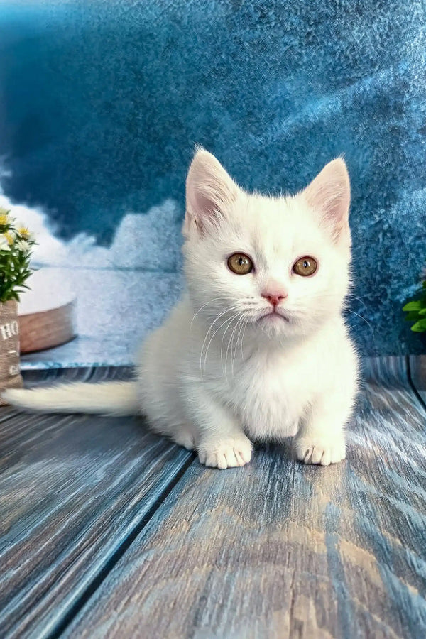 Cute white kitten with golden eyes, perfect for the Leila Munchkin Kitten product