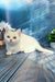 Cute white Munchkin kitten named Leila with playful short legs