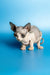 Adorable Hairless Sphynx kitten, Leila, flaunting her large ears and cute wrinkles