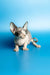 Adorable Hairless Sphynx kitten with wrinkled skin and big ears in Leila | Sphynx Kitten