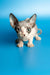 Adorable female Canadian Sphynx kitten with big ears and stunning blue eyes