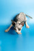 Hairless Sphynx kitten Leila crouching on a blue surface, delightful female Canadian Sphynx