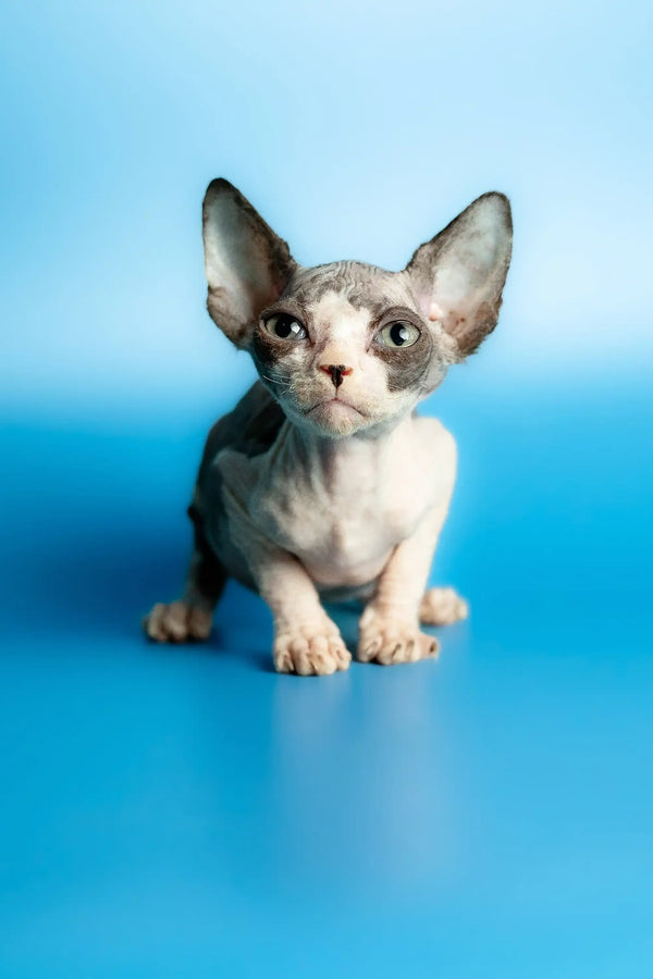 Adorable Hairless Sphynx kitten named Leila with big ears and cute wrinkled skin