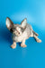 Adorable Hairless Sphynx Kitten Leila with large ears and wrinkled skin