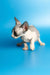 White and gray French Bulldog puppy with bat ears featured in delightful female Canadian Sphynx