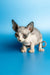 Cute Hairless Sphynx Kitten Leila with big ears and wrinkled skin, a delightful female Canadian