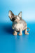 Adorable Hairless Sphynx Kitten Leila with wrinkled skin and big ears, a delightful female Canadian