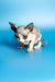 Adorable Hairless Sphynx kitten with big ears and wrinkles, perfect for loving homes