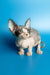 Adorable Hairless Sphynx Kitten Leila with large ears and cute wrinkles