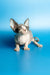 Cute Hairless Sphynx Kitten Leila with big ears and wrinkled skin, a delightful female Canadian