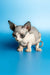 Adorable female Canadian Sphynx kitten, Leila, with big ears and sweet wrinkled skin